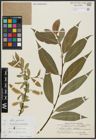 Foto von Salix alba L. x Salix pentandra L.